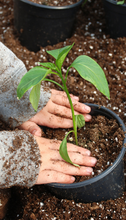 PAUME "Gardeners Hand Recovery"